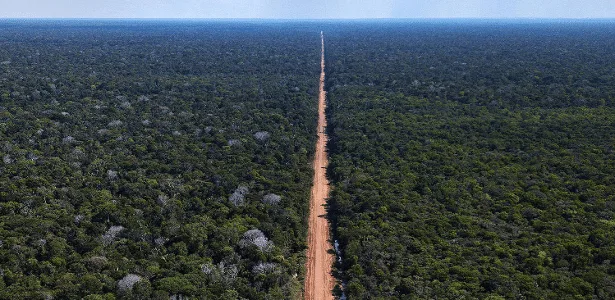 Instituto Igarapé leva combate ao crime ambiental à agenda dos candidatos