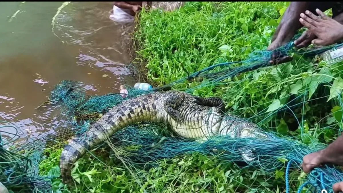 Forest department captures crocodile in Kodhayar River