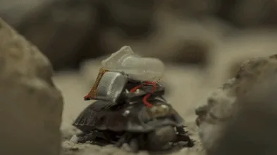 Scientists make giant cyborg cockroaches that can fire drug-filled syringes