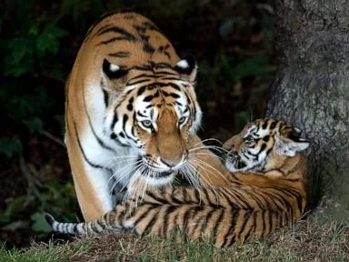 Man attacked by tiger after entering enclosure at England wildlife park