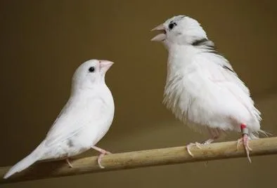 Cantos de pássaros e baleias guardam semelhança inesperada com a linguagem humana