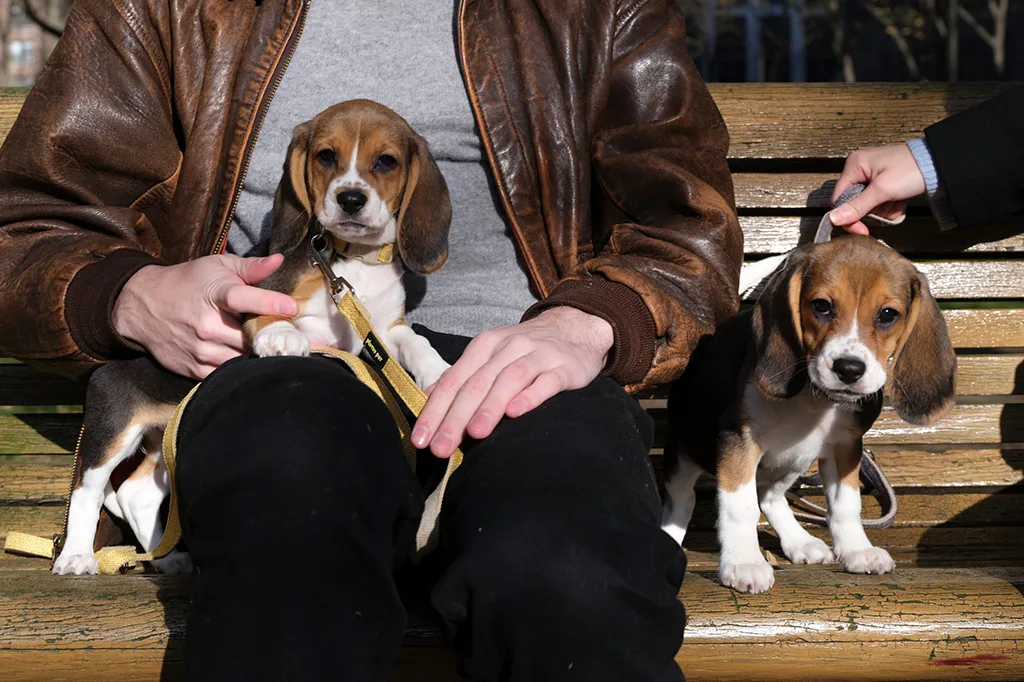 Empresa dos EUA cria cachorros hipoalergênicos geneticamente modificados