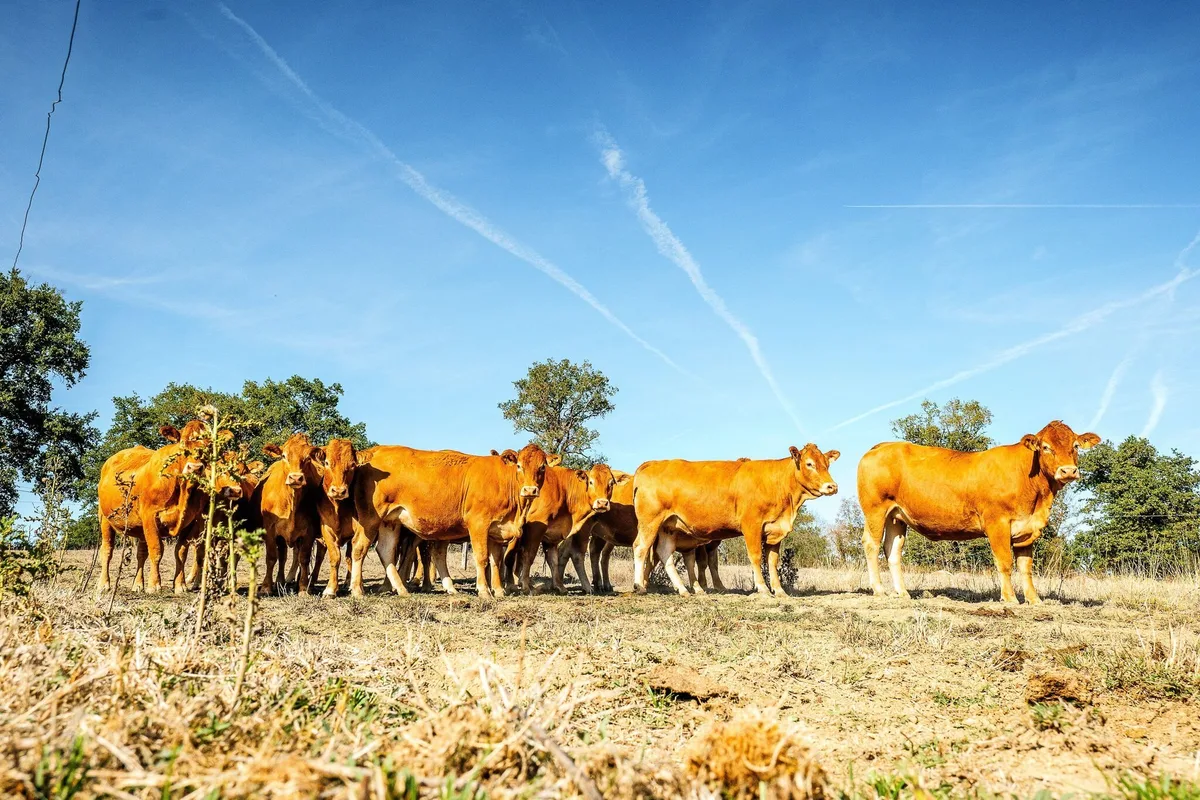 Après la canicule, des éleveurs désespérément en quête de fourrage : « L’idée de manquer de foin me hante »