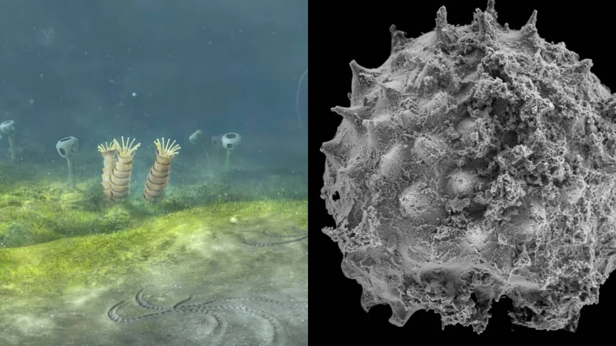 Oxford study suggests animals may have evolved 200 million years earlier