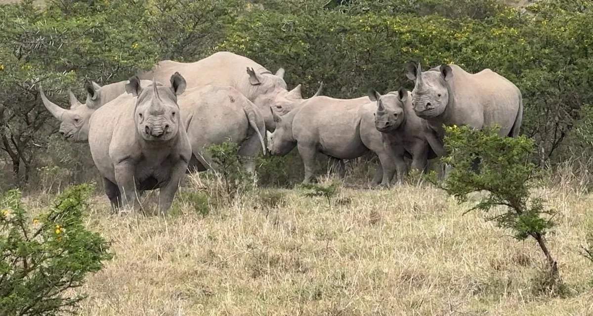 Two decades of tracking data unlocks new secrets to saving black rhinos