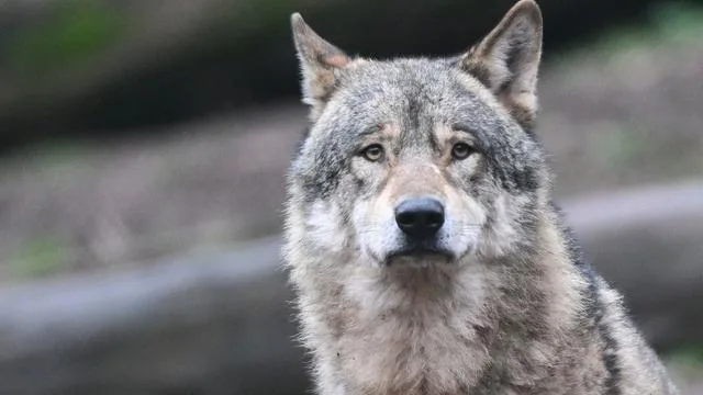 Nutztierrisse: Fünfmal so viele Tiere von Wölfen gerissen wie 2015
