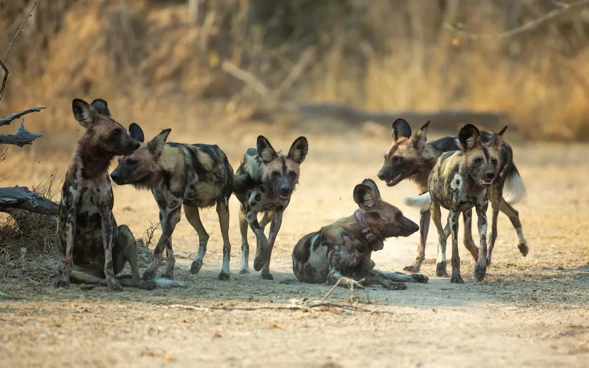 Cães-selvagens batem recorde ao percorrerem quase 4 mil quilômetros em busca de parceiros pela Zâmbia
