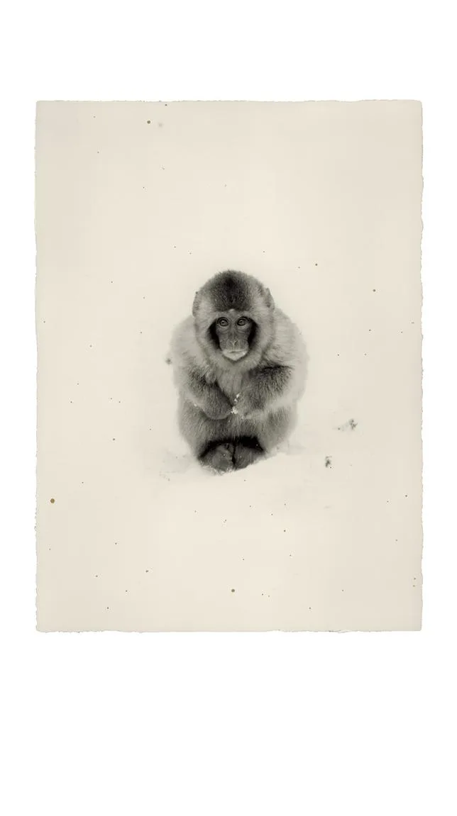Les singes, héros des “haïkus visuels” de Masao Yamamoto
