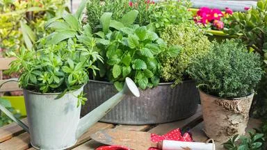 Frische Kräuter aus dem Garten oder vom Balkon