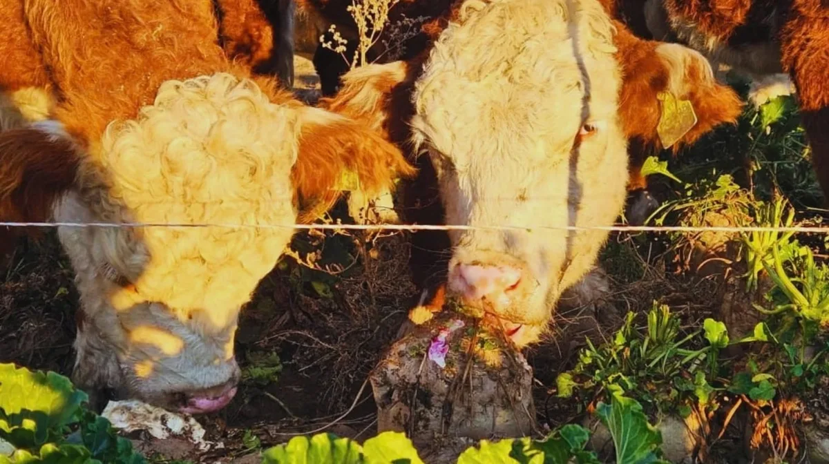 Remolacha, una innovación rendidora para engordar vacas en invierno y bajar costos de terminación