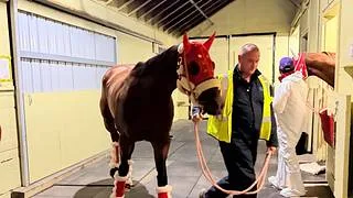 La mesa está servida: El “Samurai” Forever Young encabeza al grupo de la Jockey Club Gold Cup (G1)