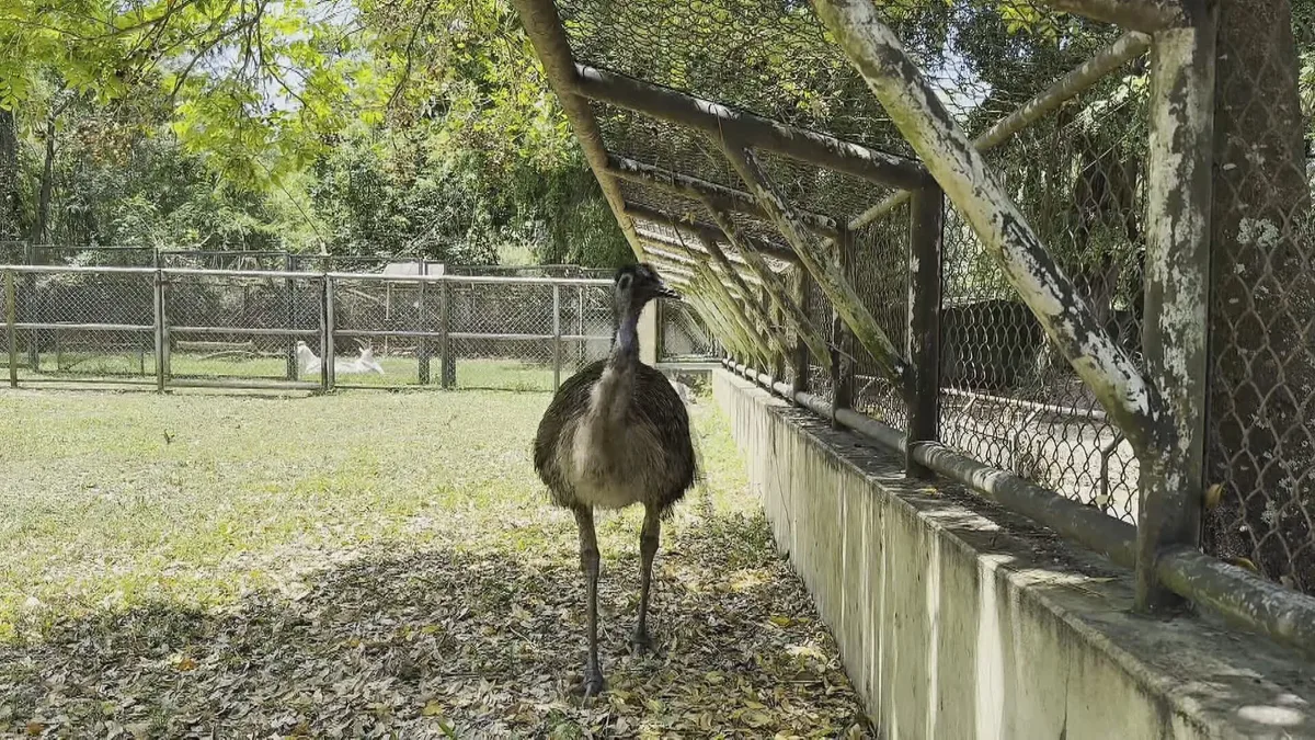 Emu pode chegar a 2 metros de altura e correr a 50 km/h; conheça ave flagrada em viaduto no Rio