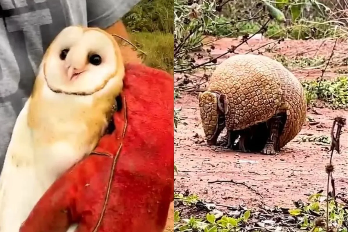 Emotivo video: encontraron quirquinchos y lechuzas lastimados, los recuperaron y liberaron en uno de los parques más importantes de Jujuy