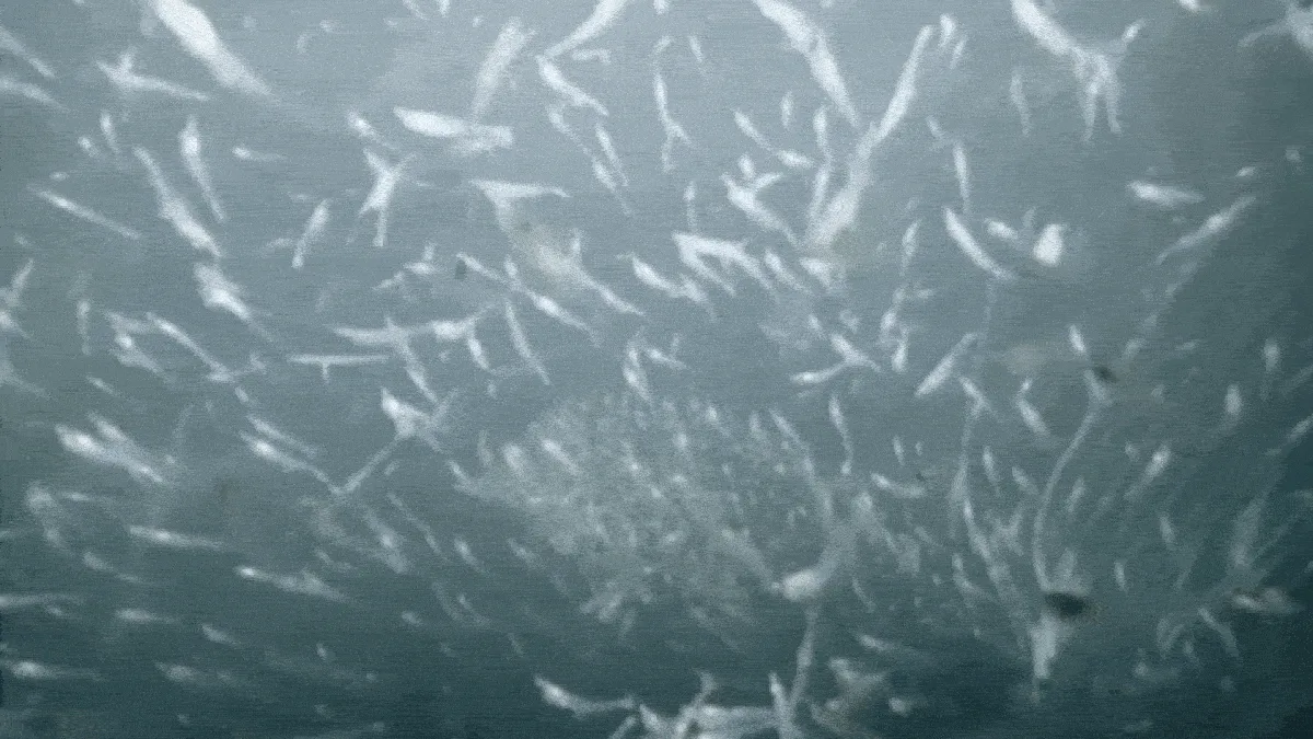 Vídeo raro mostra ecossistema subaquático inacessível a humanos na Groenlândia