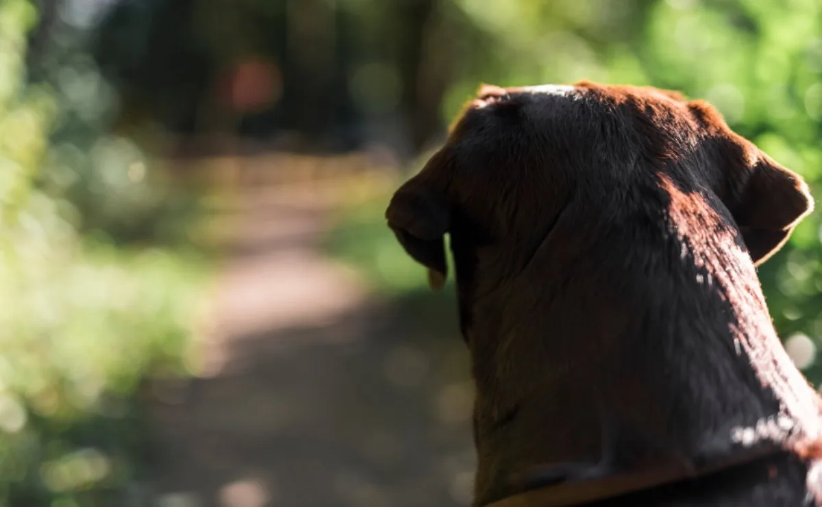 Motoristas que abandonarem animais podem perder a CNH por até 18 meses, diz projeto de lei