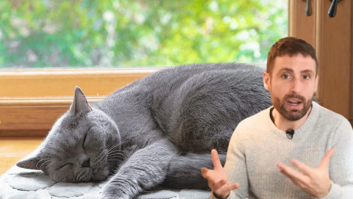 Los veterinarios coinciden: tu comunidad de vecinos no puede oponerse a que pongas redes para gatos en tus ventanas