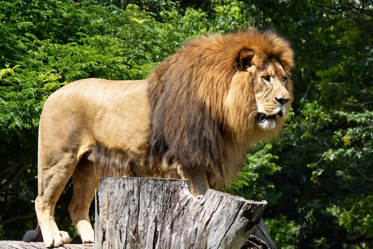 Zoo de BH promove atividade gratuita sobre leões, elefantes e outros mamíferos