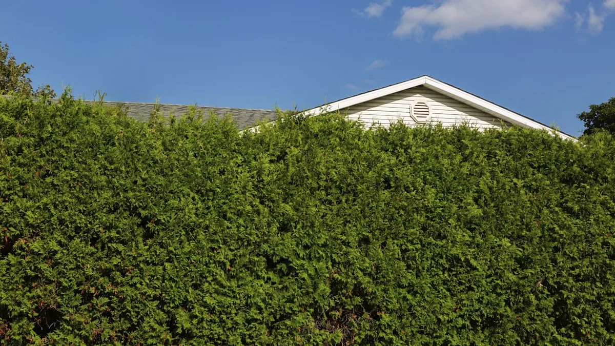 Lebensbaum vor dem Aus - Muss die Thuja bald aus Gärten verschwinden?