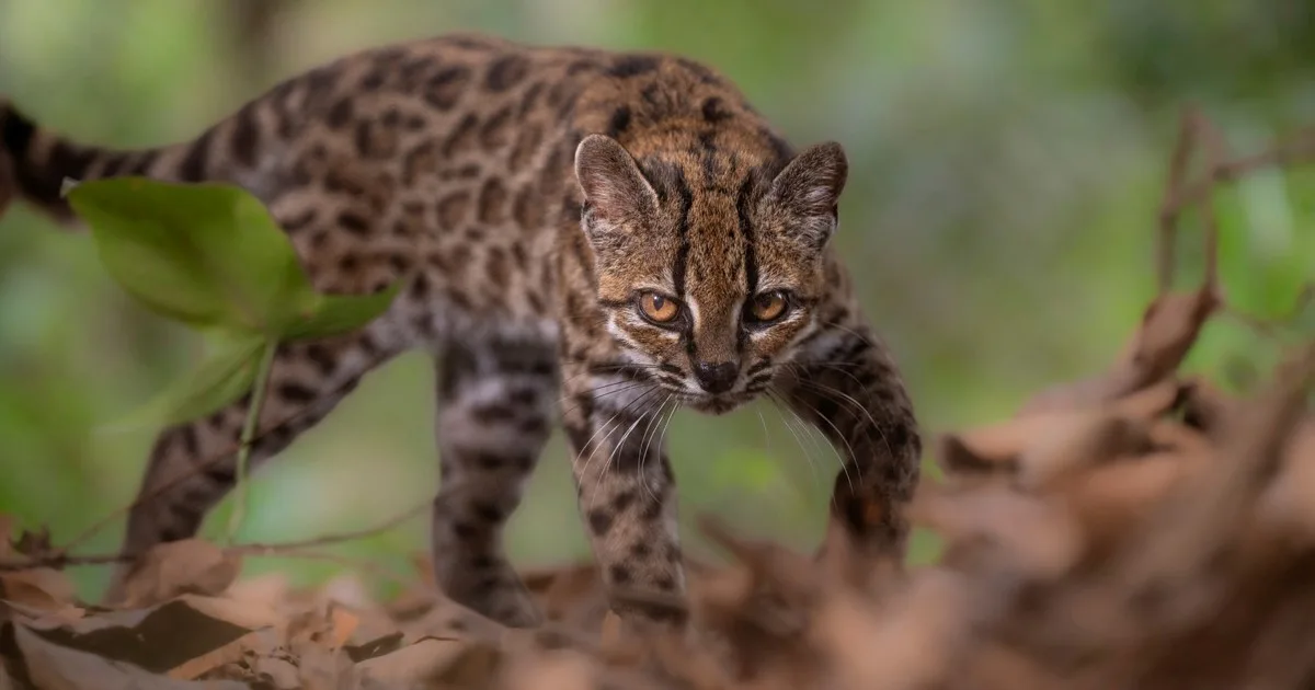 El "Tilcayo", un gato nuevo para la ciencia: cómo es la primera especie de felino descubierta en 100 años
