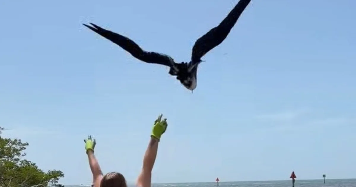 Un ave marina rescatada en mal estado mientras luchaba por mantenerse a flote en el mar volvió a volar en libertad tras un proceso de rehabilitación