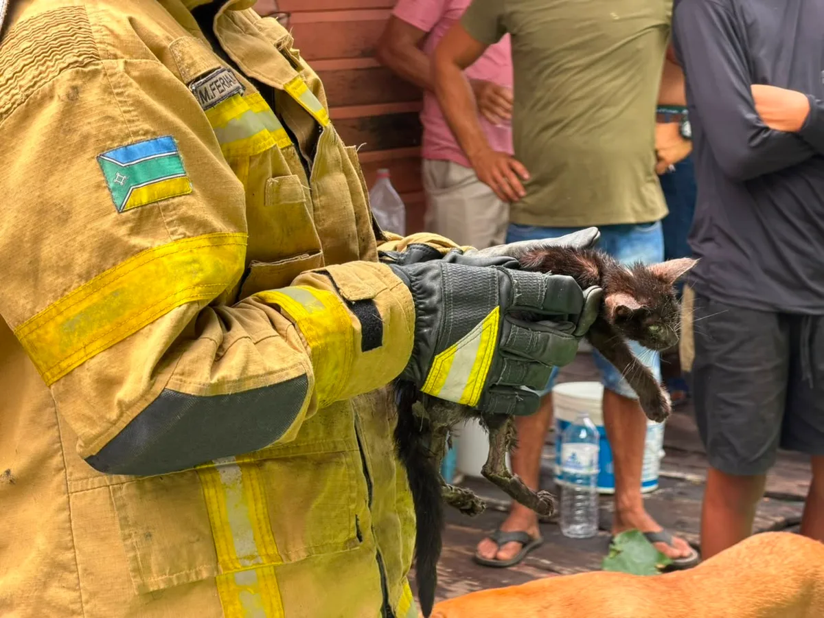Filhote de gato resgatado durante incêndio no Amapá morre após problemas respiratórios