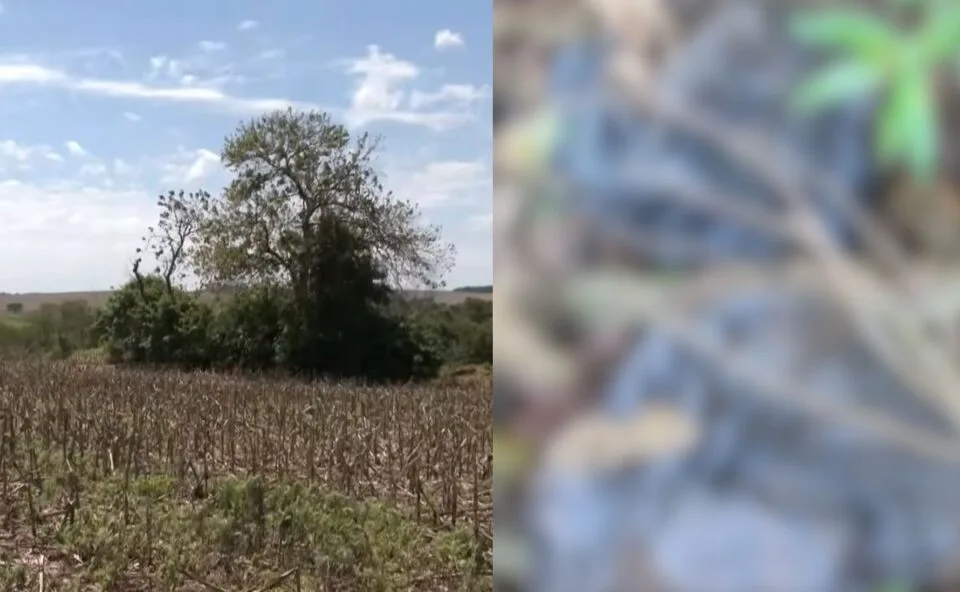 Agricultor encontra sacos com cinco crânios humanos e outros ossos em lavoura na região de Londrina