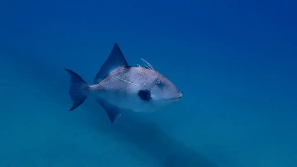 "Des petites entailles": sur la Côte d'Azur, les poissons mordeurs attaquent les vacanciers