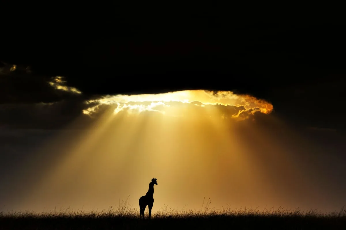 New wildlife photographic book celebrates Africa’s majestic giraffes