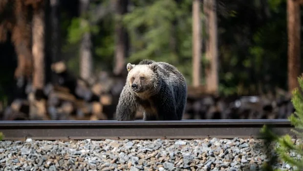 Off-leash dogs increase chance of human-bear conflict: study