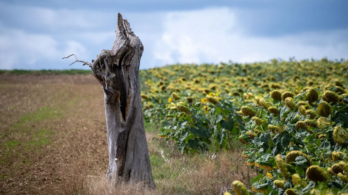 Wetterprognose: Rheinland-Pfalz und Saarland: 26 Grad und sonniges Wetter