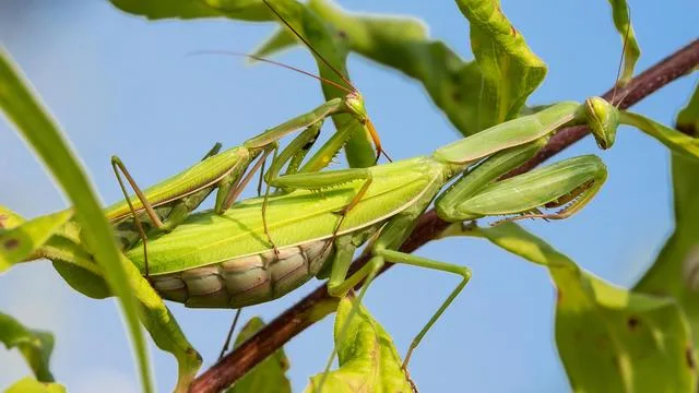 Gottesanbeterin : Dürfen wir eine neue Nachbarin vorstellen?