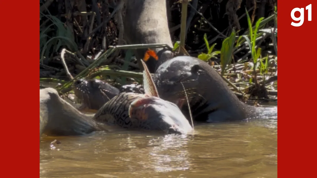 VÍDEO: ariranhas disputam peixe grande em rio no Pantanal de MT