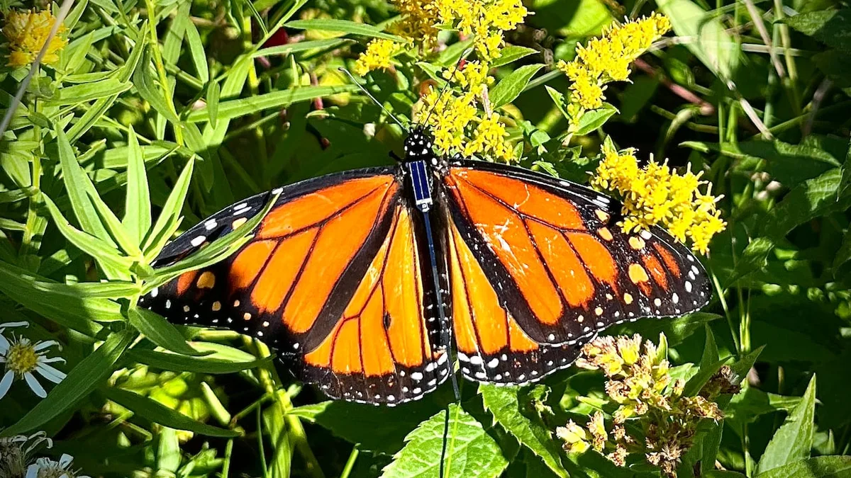 New Bluetooth tags let anyone track monarch butterfly migration in real time