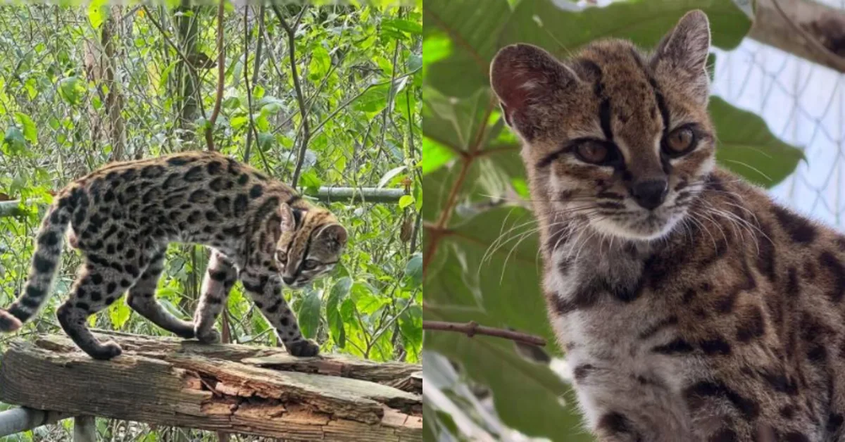 Parece um gatinho, mas é uma nova espécie! Conheça o Leopardus, felino descoberto na Bolívia