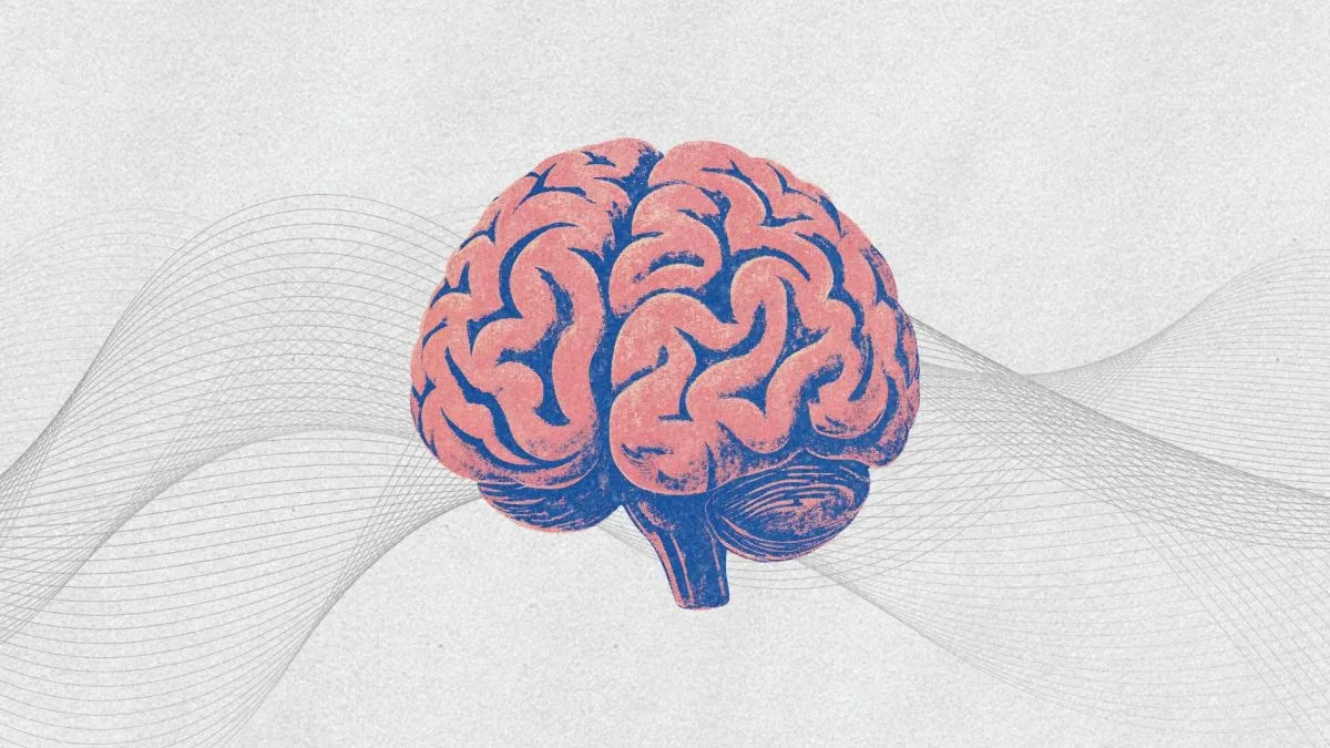 Le cerveau serait deux organes, pas un seul, selon une étude de l’université Stanford