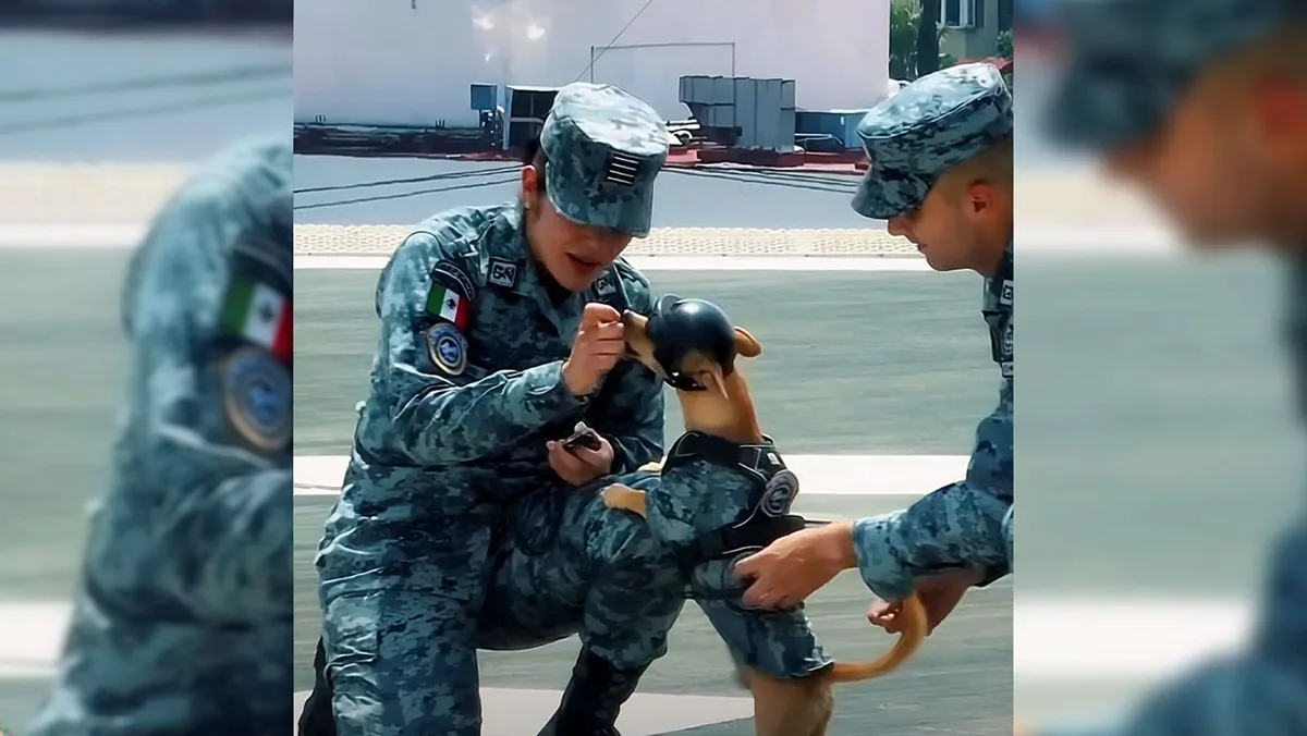 Va a paw-trullar: Conoce a ‘Comando Chihuahua’, el perrito adoptado que desfiló junto con la Guardia Nacional