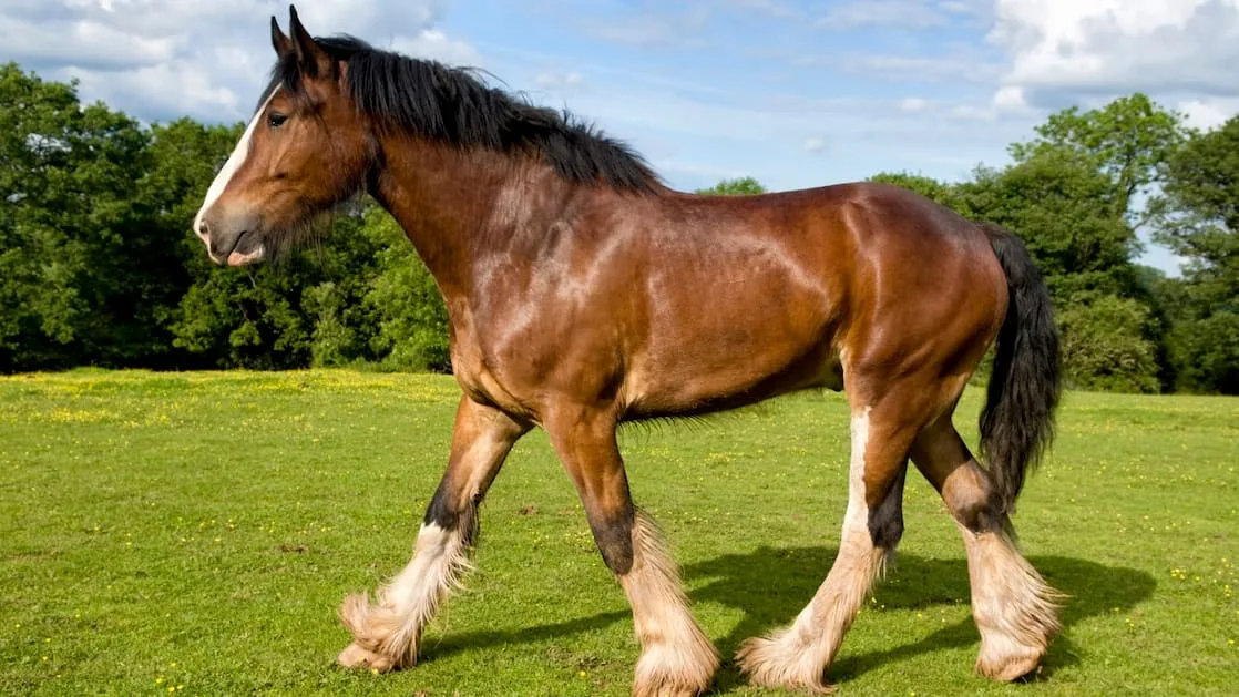 Shire Horse - Darum ist diese Pferderasse die größte der Welt