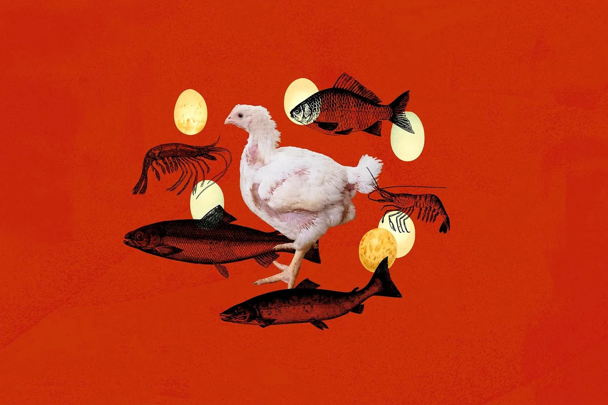 The one thing you can do to help a whole lot of animals, explained in 4 charts