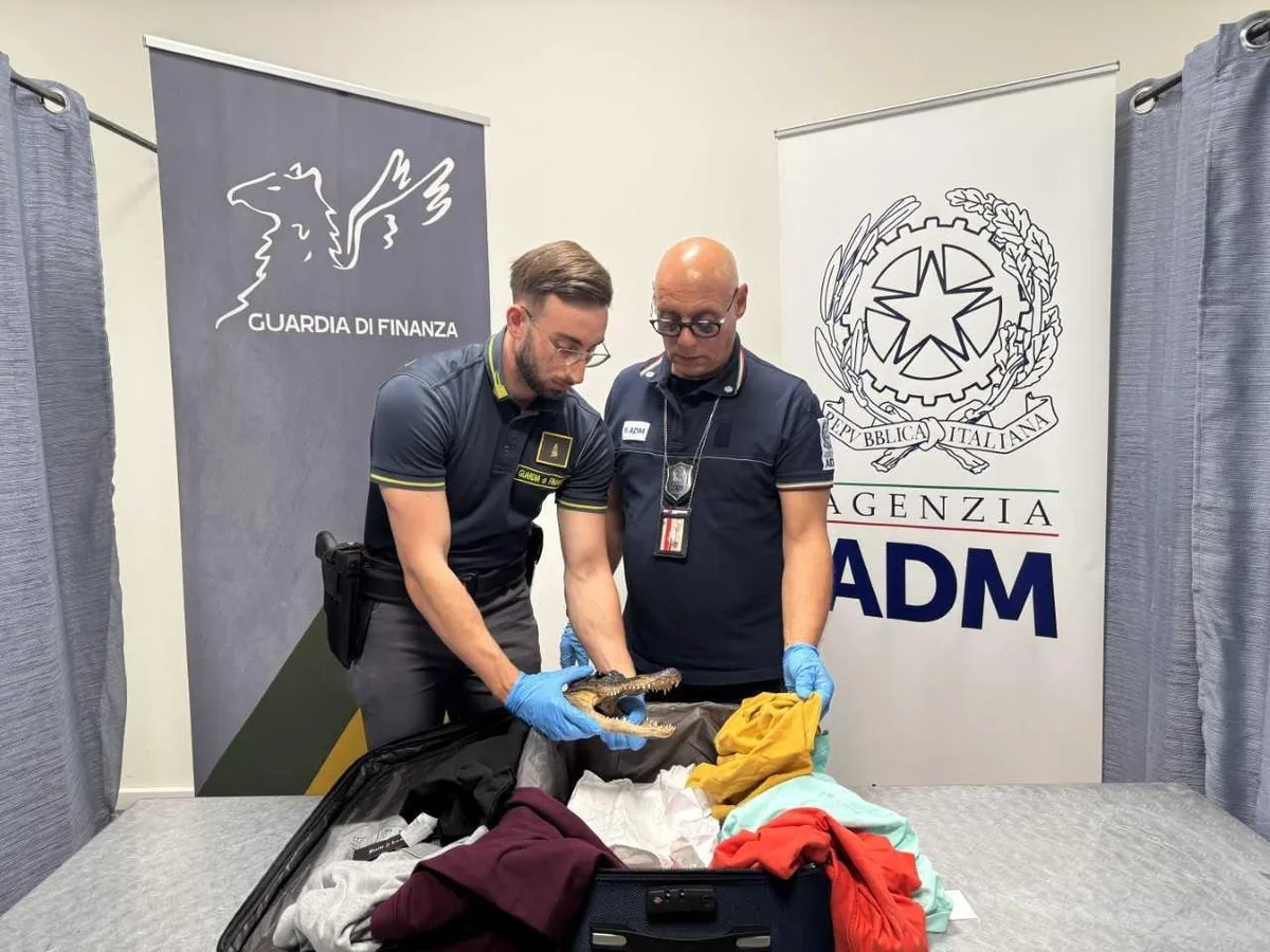 Homem é descoberto com cabeça de crocodilo na bagagem em aeroporto da Itália