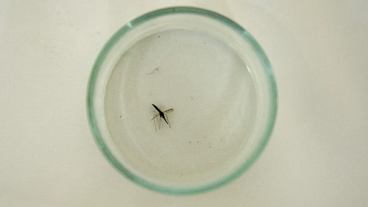 F.A.Z. frühdenker: Wie groß ist die Gefahr durch Flughafenmalaria?