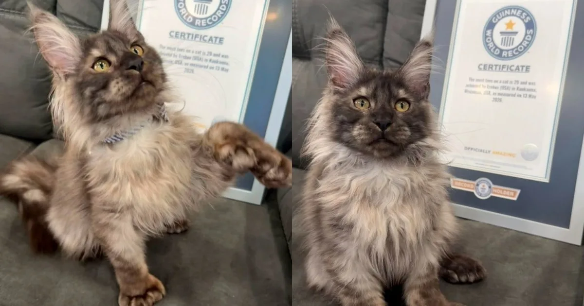 Tiene 29 dedos y vive en Wisconsin: el gato que consiguió un inusual récord Guinness
