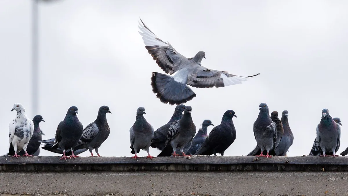 Gruppen geraten aneinander: Streit um Taubenflug auf Brücke in Konstanz