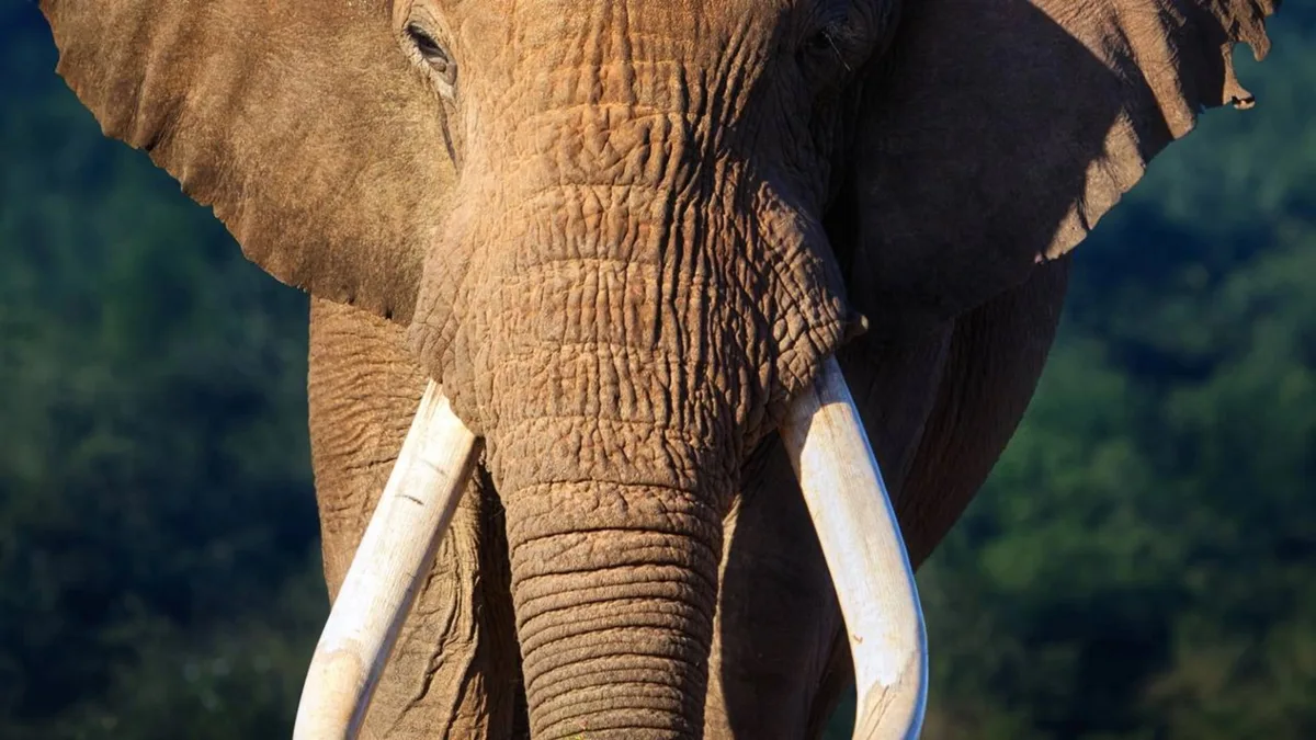 Sandro, o elefante de 54 anos que finalmente chegou a um santuário no Brasil após uma vida entre circos e zoológicos