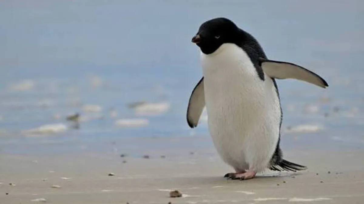Era a maior colónia de pinguins do mundo. Agora, centenas de milhares desapareceram e a culpa pode estar no oceano