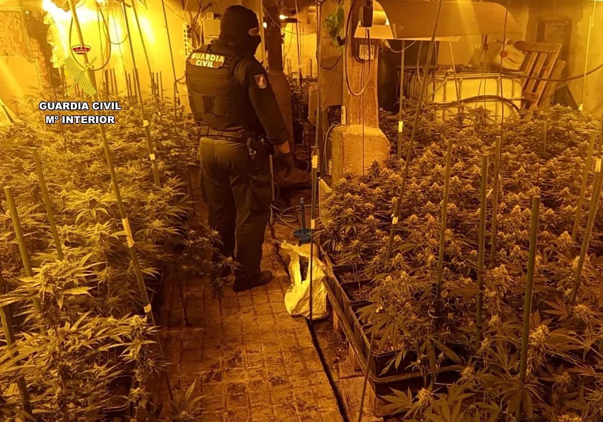 Desarticulada una macroplantación de marihuana en Valle de Mena (Burgos)