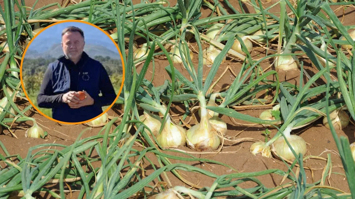 El agricultor cobra 9 céntimos por una cebolla que llega al supermercado a casi 2 euros: “A partir de 25 céntimos empieza a ser rentable”