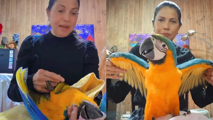 EN VIDEO: Hacen llamado de atención por temporada de vuelos de guacamayas pichones