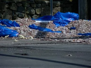 WATCH: Over 20 tons of squid spill onto Rhode Island road blocking traffic for 8 hours