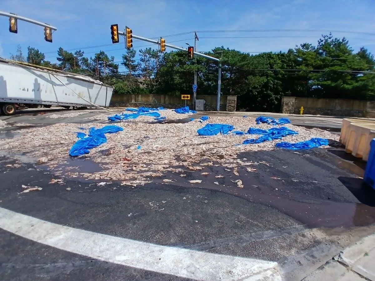 Derramamento de 20 toneladas de lulas provoca trânsito de oito horas em Rhode Island