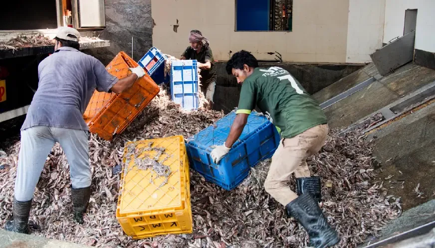 Seafood’s smelly supply chain